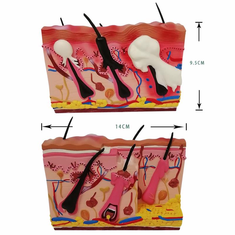 狗皮肤模型犬科宠物动物耳朵解剖C兽医教学教仪优惠教学医院专用