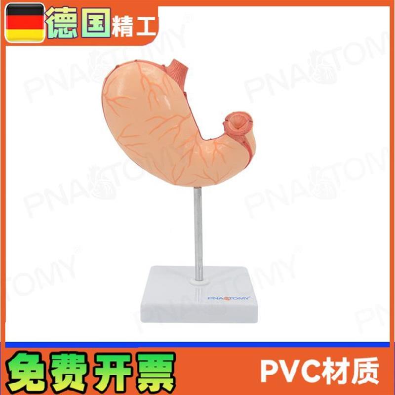 胃模型人体肠胃解剖消化系统科教学展示用品科普T人的器官构造正