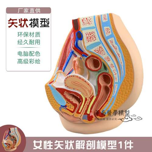 科教女性盆腔解剖模型女性生x殖泌尿子宫系统计划生育妇科系统