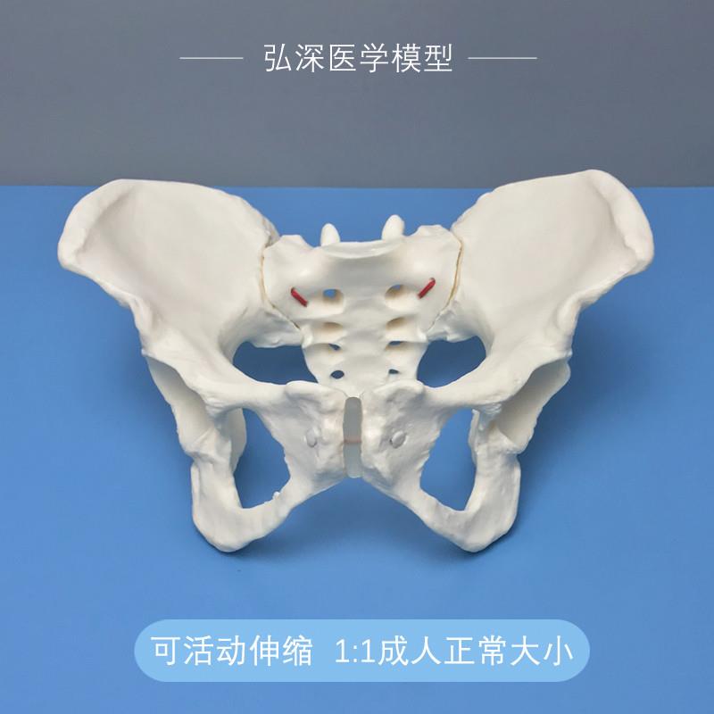 女性骨盆模型可活动伸缩松紧u成人体1比1妇科产后康复助产瑜伽教