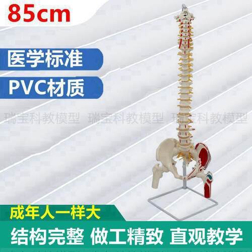 85厘米脊柱模型仿真1:1比例彩色分段肌肉起止点瑜伽X康复功能中医