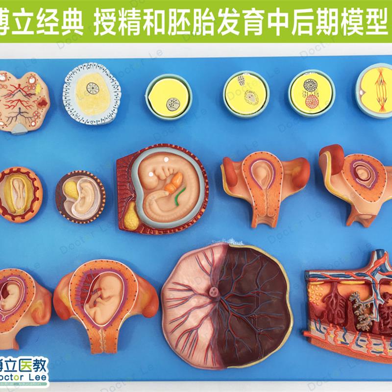 授精和胚胎发育中后期模型妇科z计生展示胎儿孕育过程模型卵细胞
