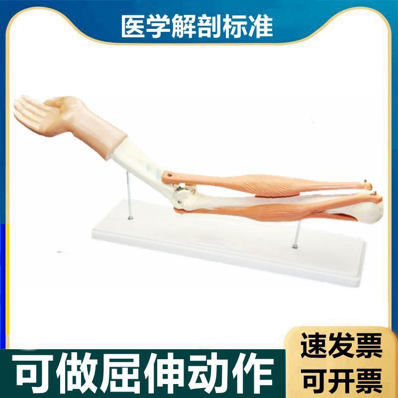 现货人体肘关节活动模型肱二和肱三头肌骨骼肌运S动伸曲生物课配