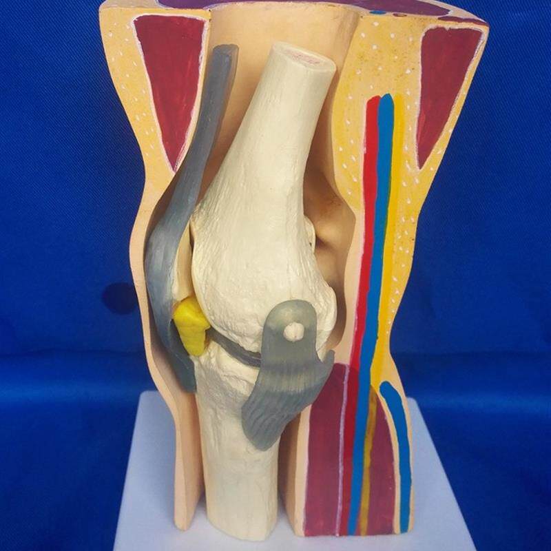 人体膝关节模型皮肤骨骼骨架模型M医用教学人体模型