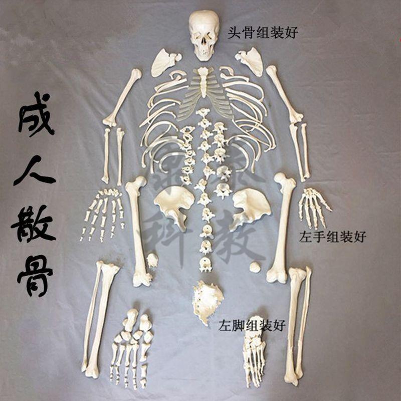 人体骨骼模型散骨k游离骨未组装的骨头仿真医学器材健身工作室用