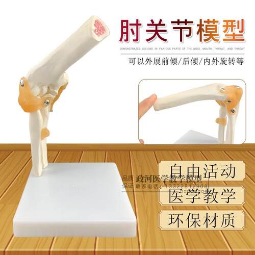 高级多功能型肘关节模型肘关节解剖运动机制带V韧带骨骼模型