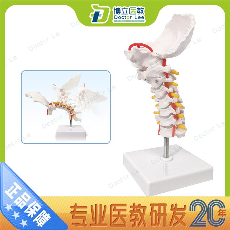 可弯曲颈椎模型颈椎带q颈动脉、后枕骨椎间盘与神经模型骨架模型