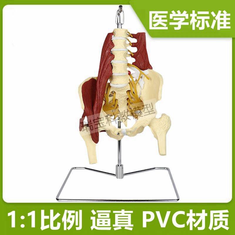1比1盆骨带肌肉模型盆底肌女性骨盆H盆腔产后修复妇科正骨推拿
