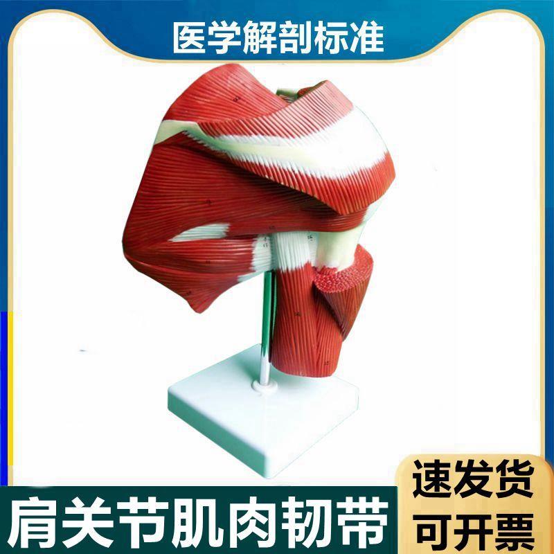 肩关节肌肉模型骨骼韧带功能肱二头肌肩膀肌肉层S次上臂康复运动