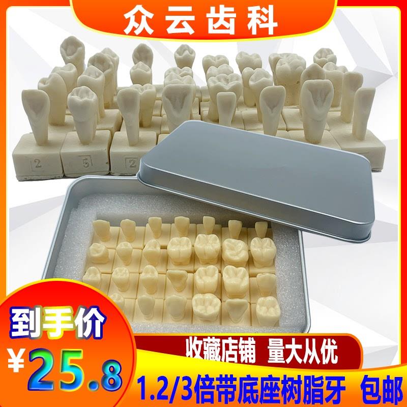 牙科28颗牙齿标准模型1.2倍恒A牙带底座模型学生雕牙参照模型包邮