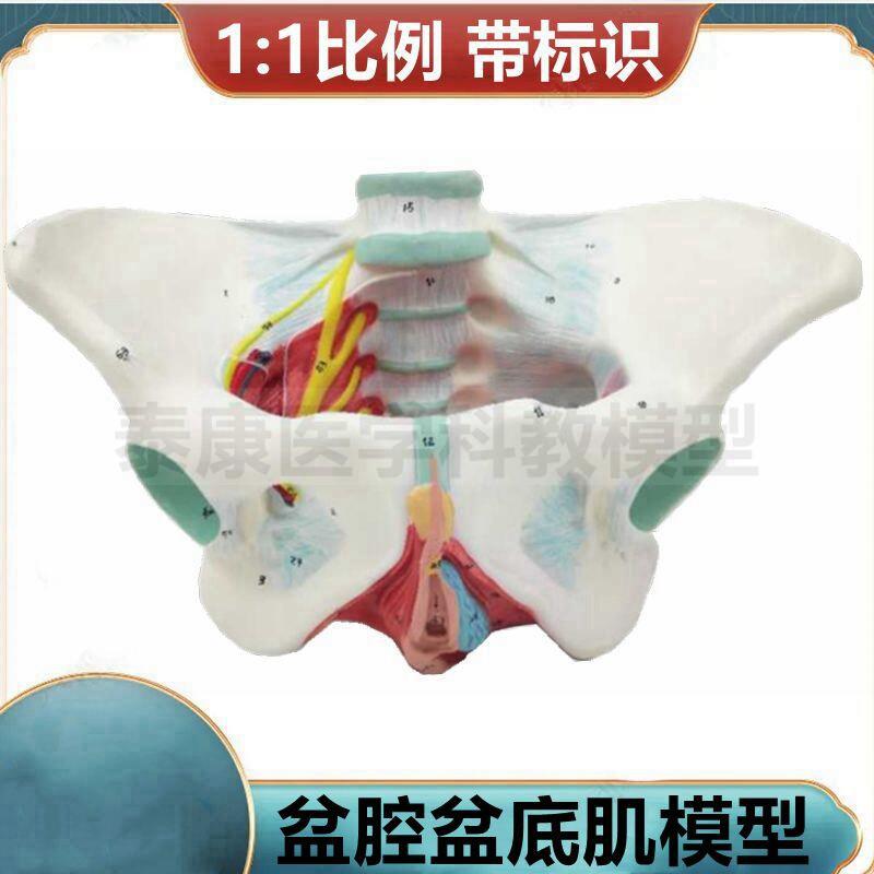 女盆腔模型盆底肌肉筋膜会阴解剖产F后修复瑜伽功能练习月子家政