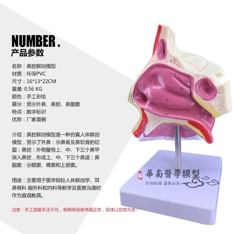 进口人体鼻e腔解剖模具教学模型鼻子模型五官科医用模型耳鼻喉