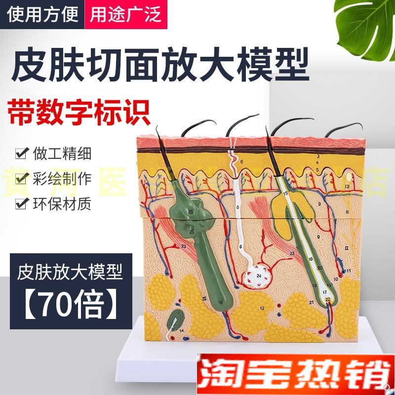 立体皮肤组织结构放大模型层次人体构F造分层解剖模具美容整形毛