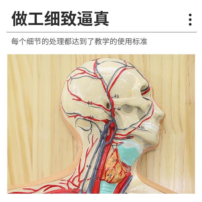 人体血液循环系统模型全身内脏器官解剖I教学教具心脏血管演示模
