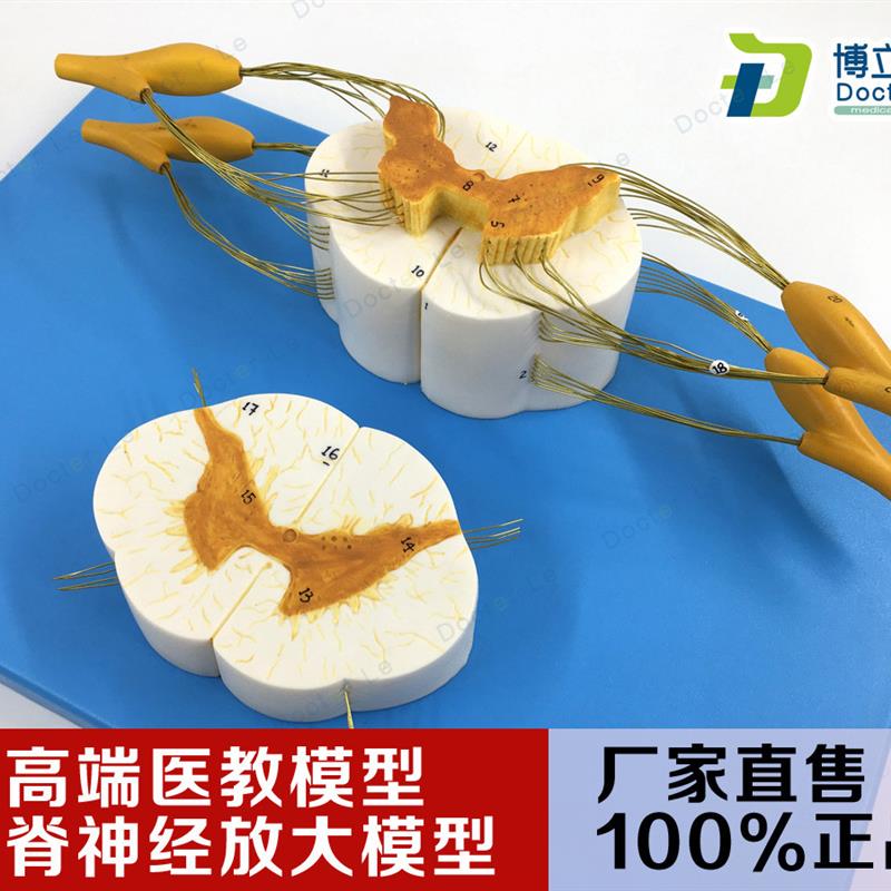医学脊髓脊神经脊放大神经分支模型F周围神经系统脊柱麻醉解剖教
