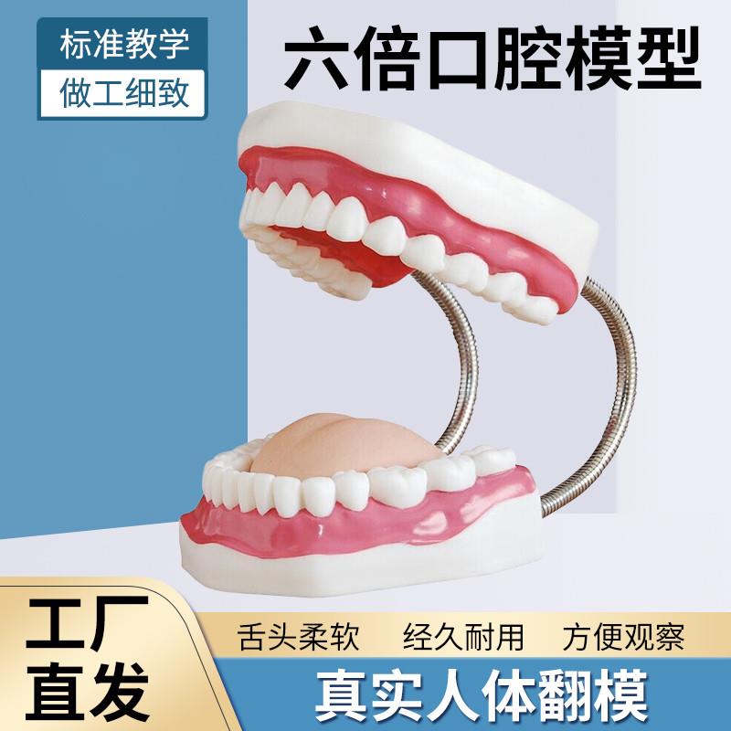 六倍放大口腔模型带舌头牙齿模型幼儿园儿童教S学刷牙牙科口腔科