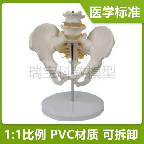 5节腰椎模型人体脊柱带骨盆股骨可拆卸正骨练手R瑜伽健身培训医教