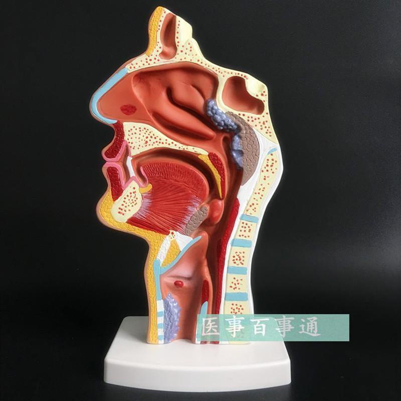 精品人体鼻腔咽喉解剖模型鼻咽腔C病理模型耳鼻喉科医用模型包邮