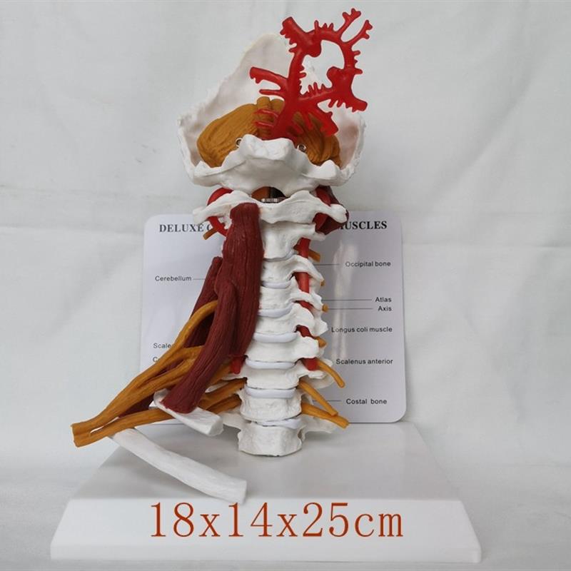 成人颈椎带神经血管骨骼骨架模型教学L医用教学讲解展示玩具