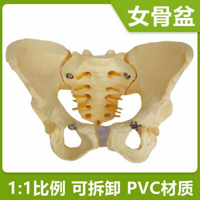 可拆卸的骨盆1比1女盆骨模y型髋骨骶骨尾骨产后修复月子中心