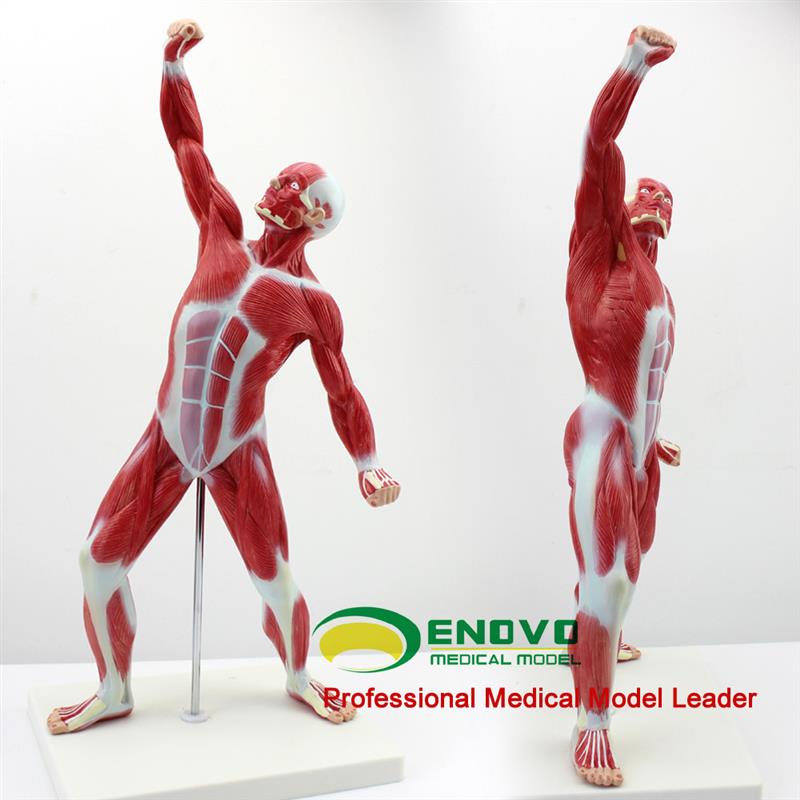 ENOVO正品医用艺用人体美术全身肌肉模型浅P层肌肉解剖运动系统