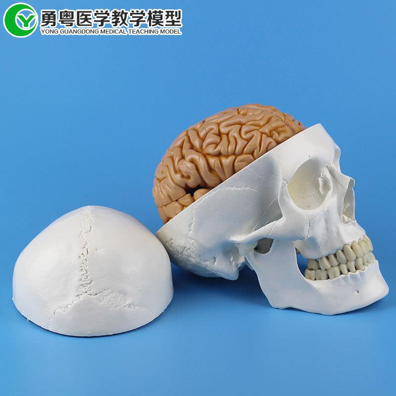 人头骨带八片粉红脑模A型,教学模型,人体模型