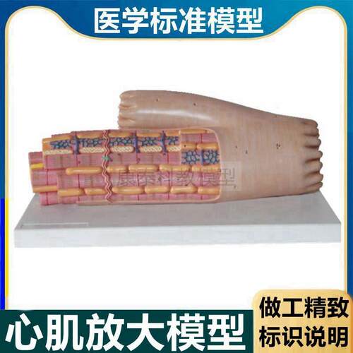 心肌放大模型肌k肉组织心肌细胞自律性和传导性医用解剖教学