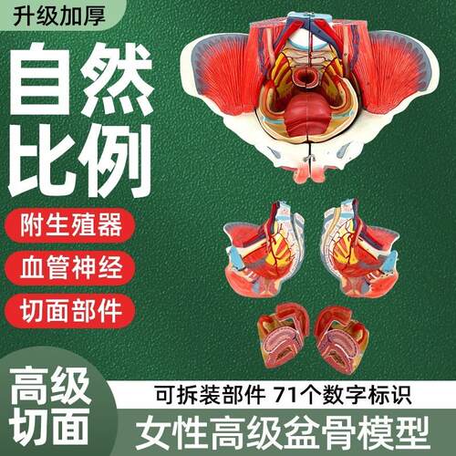 女性骨盆模型盆底肌带p生殖器血管神经肌肉子宫人体解剖教学骨盆