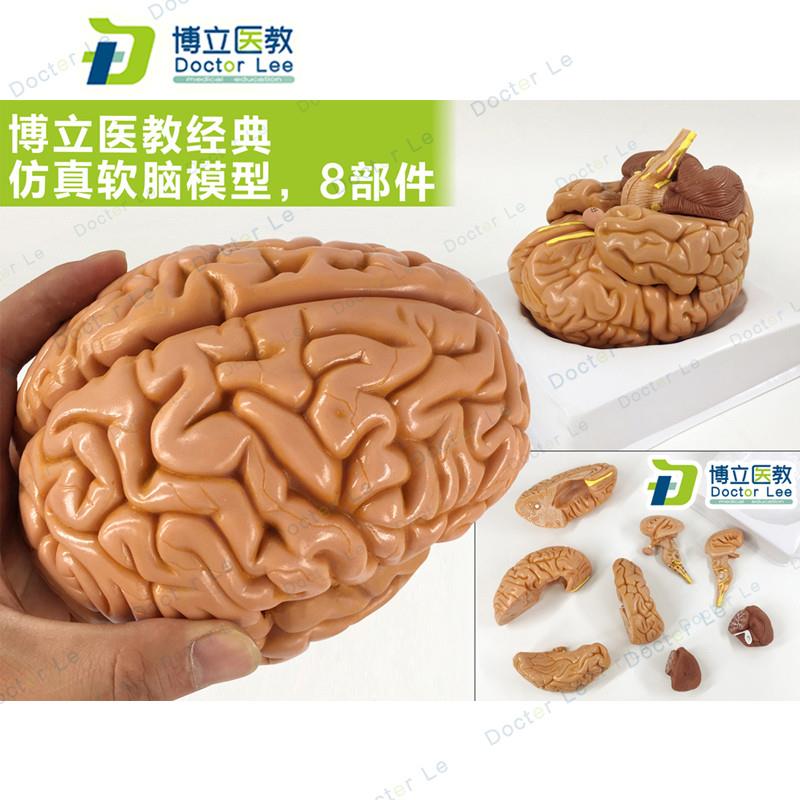 教学仿真脑附e动脉模型优质1:1自然大脑带动脉解剖皮层标本分8部