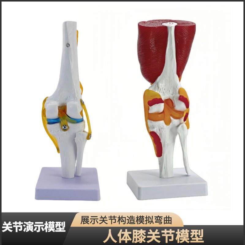 正品医用人体功能性膝关节韧带模D型膝关节模型骨科教学骨骼模