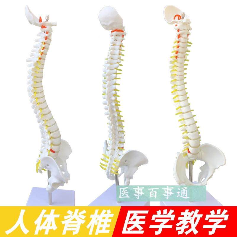 中型人体脊柱模型成m人正骨练习带颈椎腰椎椎间盘脊椎骨骼型模包