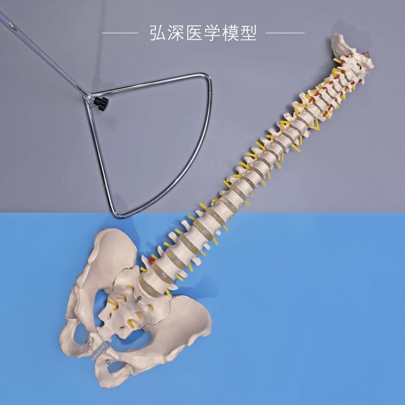 人体脊柱模型脊椎带尾骨盆颈胸腰B椎间盘一比一可弯曲中医正骨教