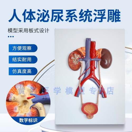 浮雕款人体泌尿系统模型肾输尿管膀胱尿L道模型肾解剖模型医学