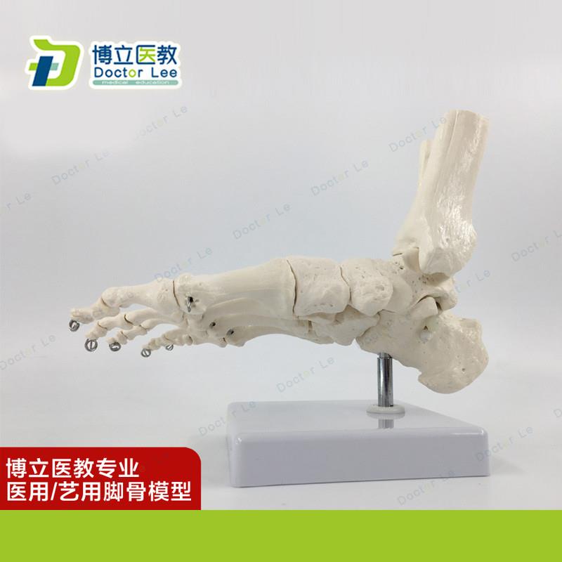 艺用医用脚关节模型足踝关节手足外科骨科标本骨骼模型.1:1仿真