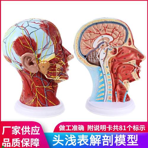 头部矢状切e面解剖头颈部解剖耳鼻喉科血管神经大脑模型头浅表模