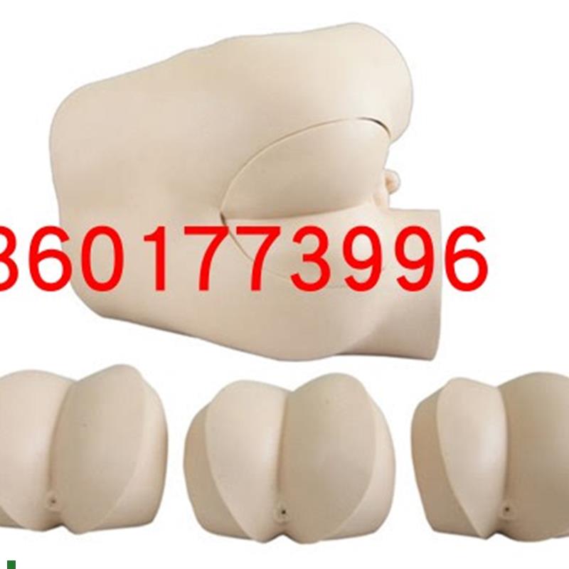 高级直肠指诊检查示r教模型直肠检查模型前列腺触诊模型