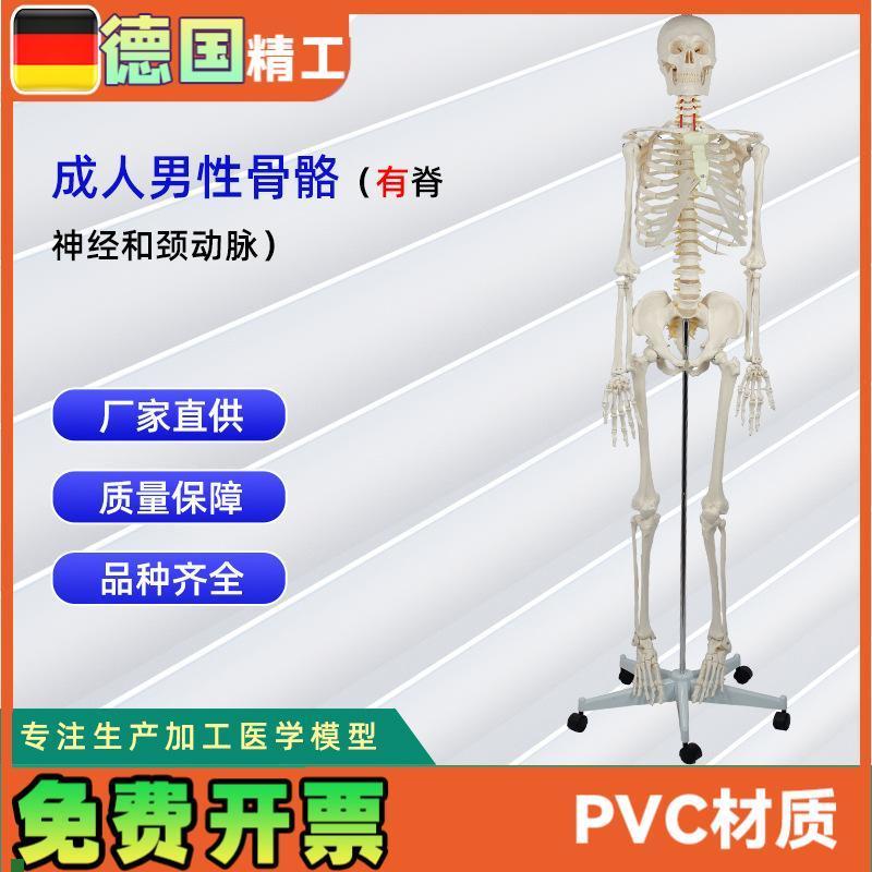 成人男性a骨骼附脊神经和颈动脉全身人体骨骼模型骨骼教学器材
