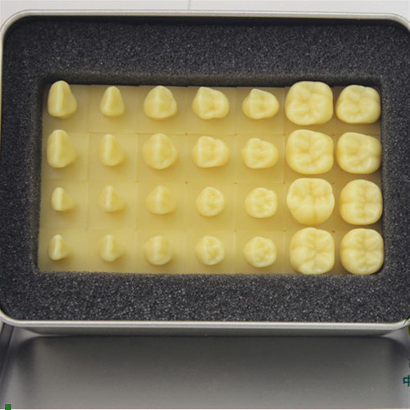 颐诺正品1.2倍雕牙齿模型口腔D齿科教学牙体解剖雕刻形态模型