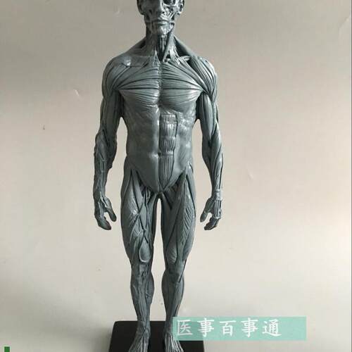设计绘画CG参考医用艺用人体肌C肉骨骼解剖结构模型美术灰色肌肉