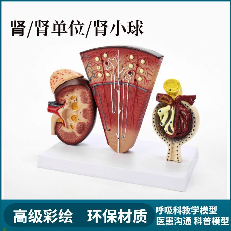 人体模型医院学校教学演示教具肾小球内脏器官解剖肾Y剖面单位结