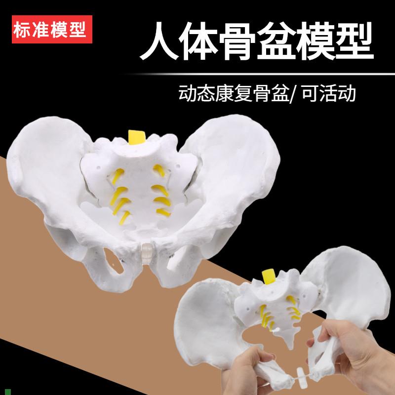 女性骨盆及盆底肌模型动态康复盆骨关节可活动Q人体骨盆模型子宫