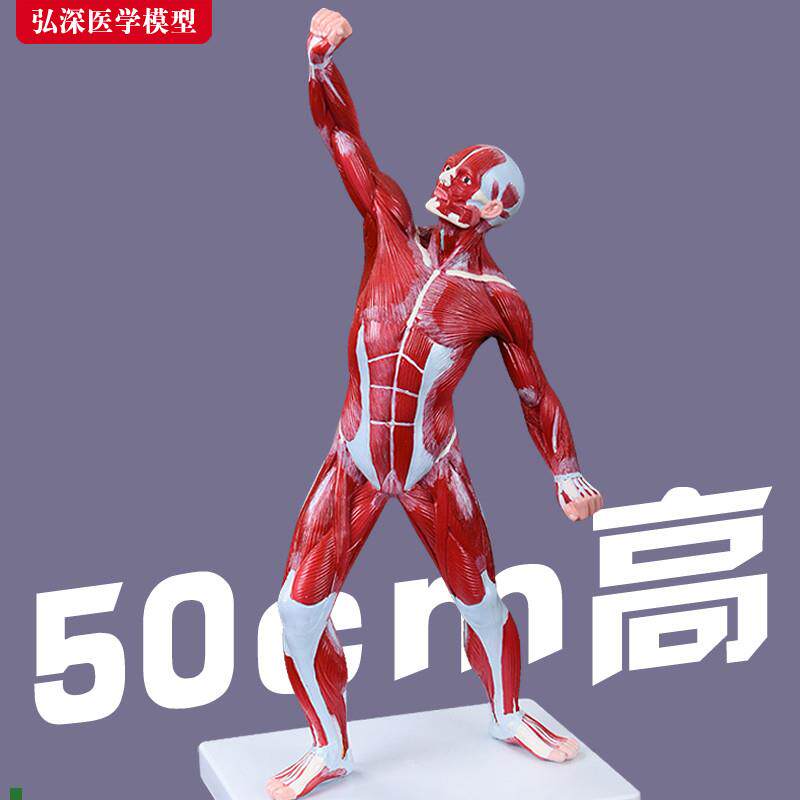 人体全身肌肉模型50cm运动x状态浅层解剖结构医学教学模具仿真道