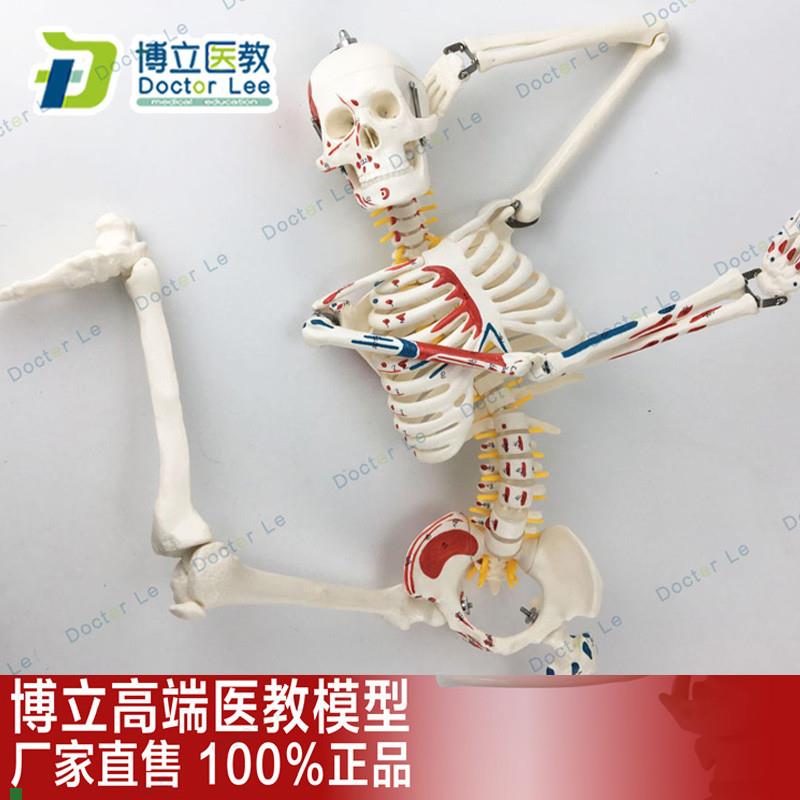 85CMb人体骨骼模型神经肌肉起止标数字小针刀骨骼解剖模型脊柱模