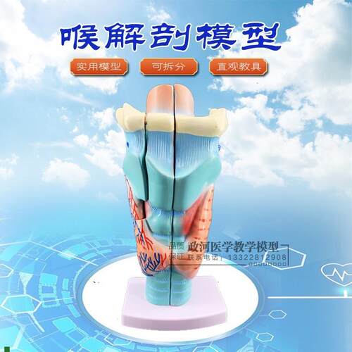 正品喉头解剖模型,喉头放大y模型,喉咙模型,人体解剖教学模型