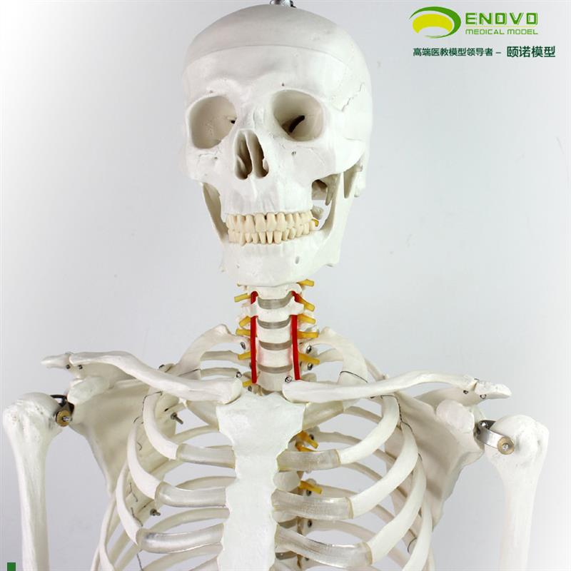 颐诺正品170cm人体骨骼模型骨架G标本模型美术医用艺用疼痛科