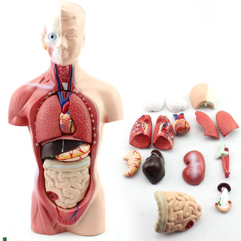 幼儿园/早教体验馆中小学教育26CM躯干模型人体U解剖器官结构模型