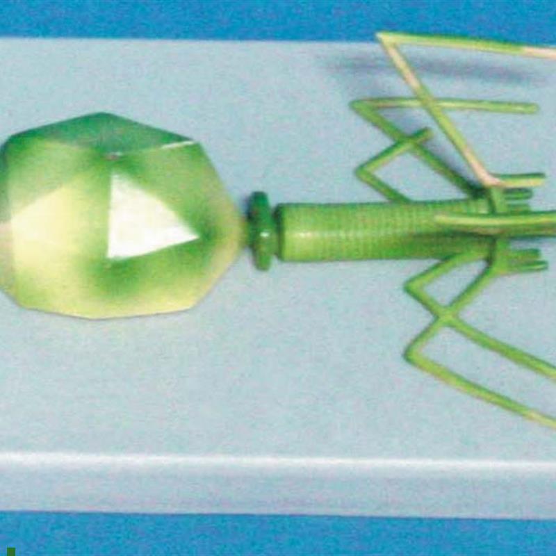 立体噬菌体病毒结构模型医J用生物教学讲解展示