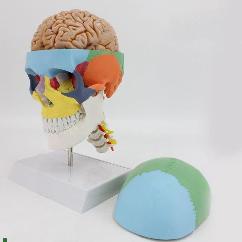 1比1头骨带脑附颈椎颅骨色彩分离神经外科教学标本颅Y脑解剖可拆