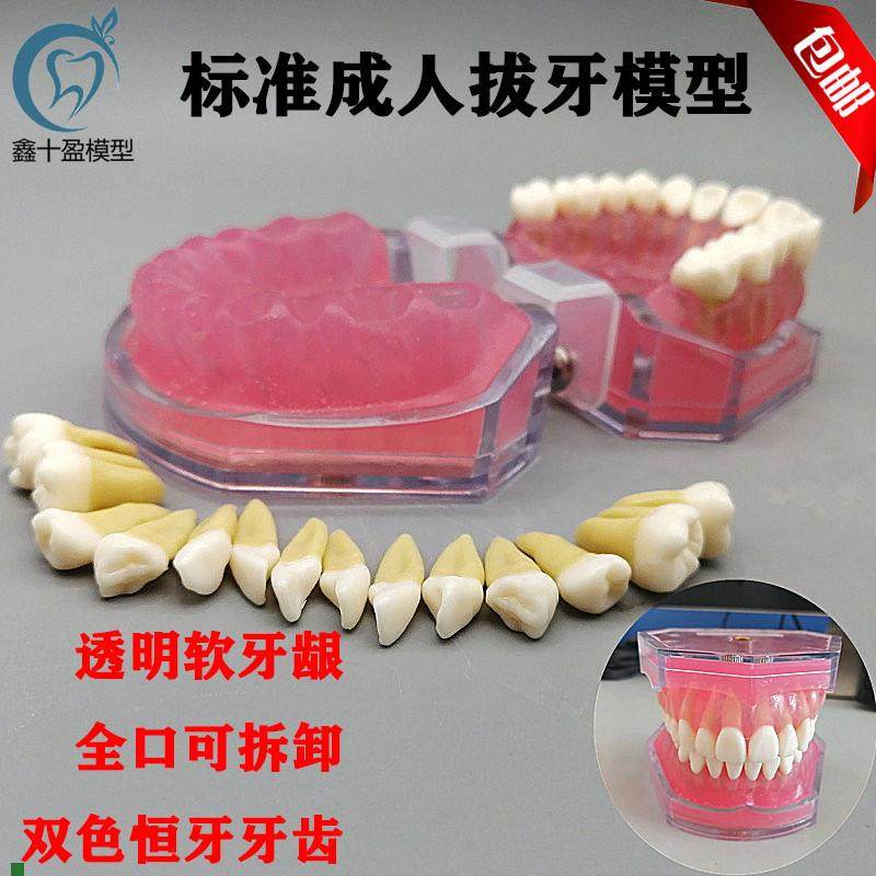 牙科教学模型口腔科练习拔牙模型拆卸牙齿N软牙龈全口可拔包邮,文具电教/文化用品/商务用品,教学仪器/实验器材,淘宝优惠券,粉丝福利购,淘宝优惠卷