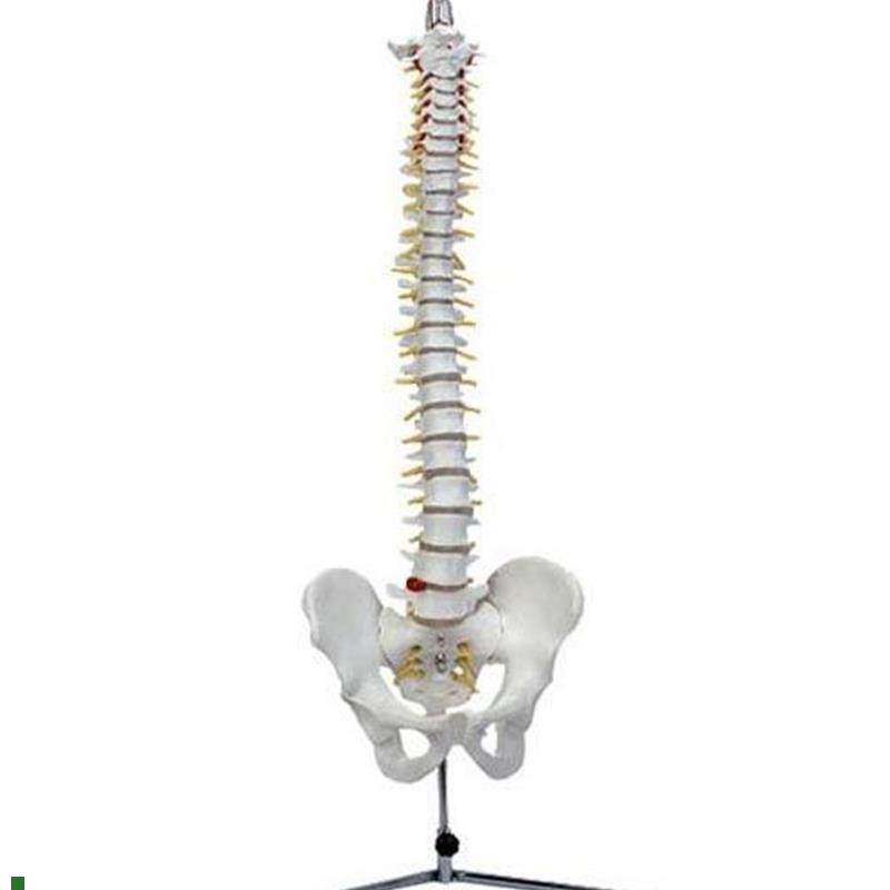 脊椎模型(带骨盆)自然大人体脊H柱盆骨模具椎骨解剖标本,文具电教/文化用品/商务用品,模拟人,淘宝优惠券,粉丝福利购,淘宝优惠卷